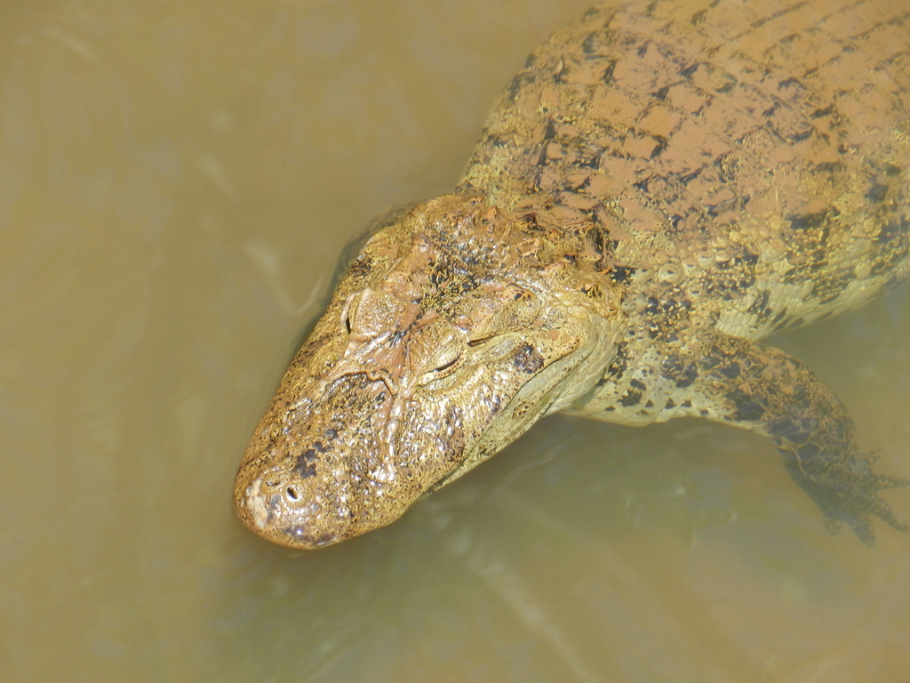 Broad-snouted Caiman