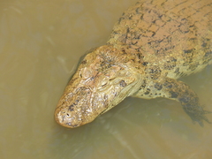 Broad-Snouted Caiman photo 3