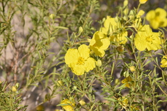 Oenothera berlandieri berlandieri