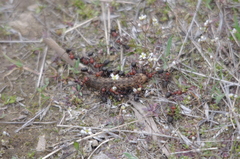 Formica obscuripes