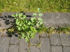 Levisticum officinale