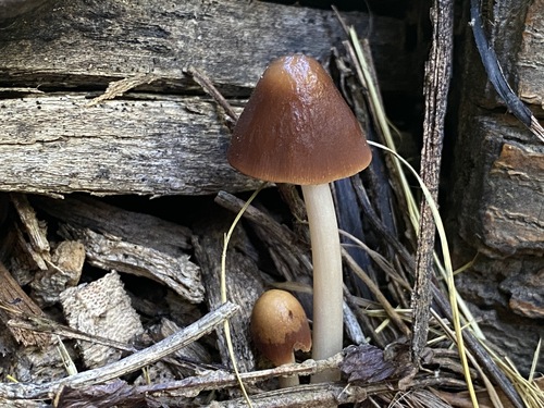 conical brittlestem