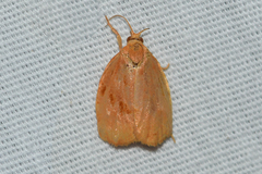 Archips rileyana