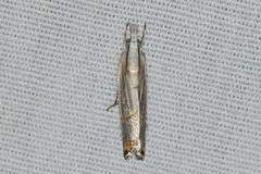 Parapediasia decorellus