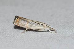 Parapediasia decorellus