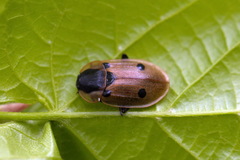 Dendroxena quadrimaculata