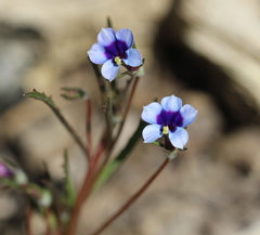 Monopsis debilis debilis