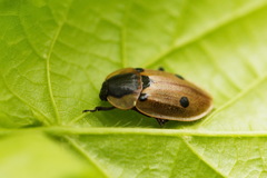 Dendroxena quadrimaculata