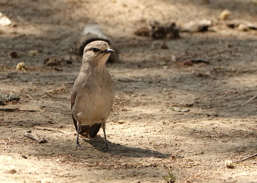iNaturalist image