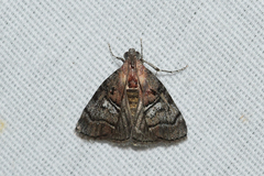 Pococera maritimalis