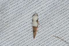 Mompha circumscriptella