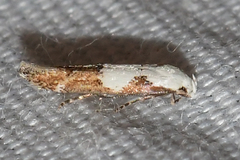 Mompha circumscriptella