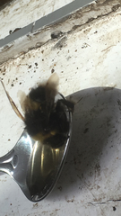 Bombus