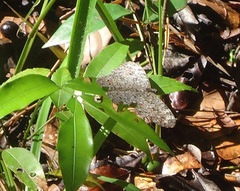 Hamadryas februa