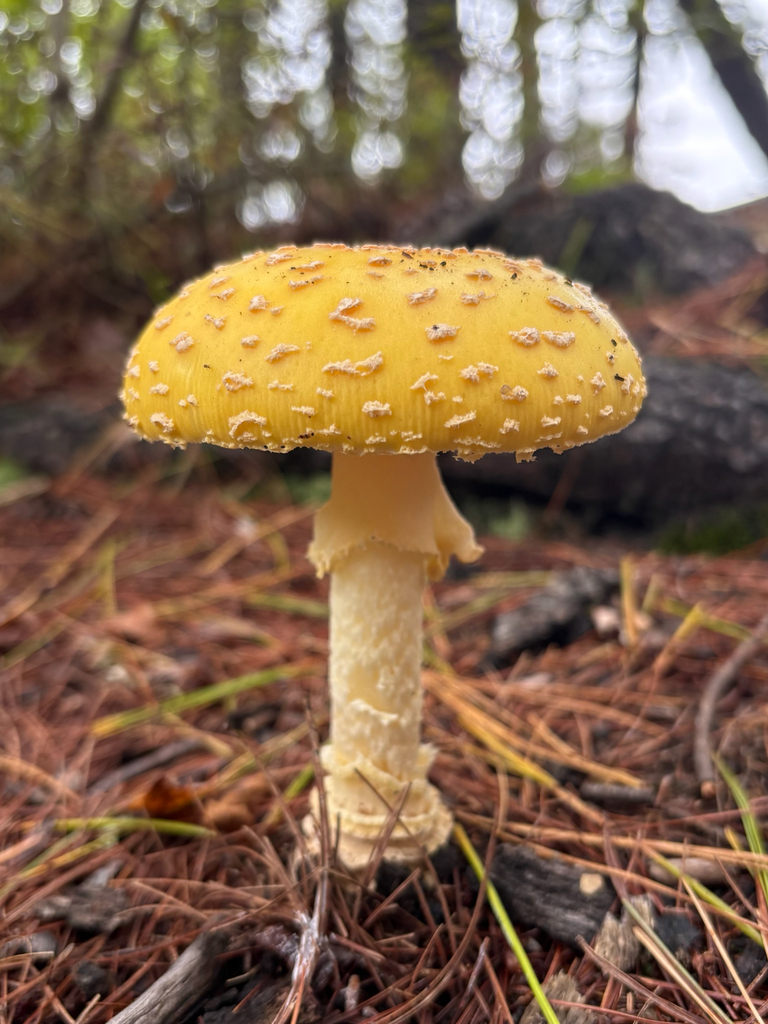 Fly Agaric · September 2026 · photo: Photo: (c) delognut, some rights reserved (CC BY) · iNaturalist