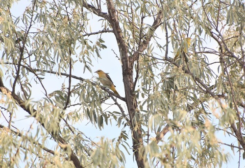 Bullock's Oriole