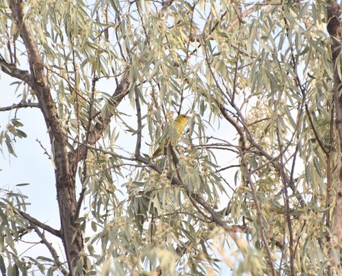 Orchard Oriole