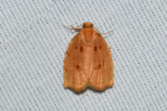 Archips rileyana