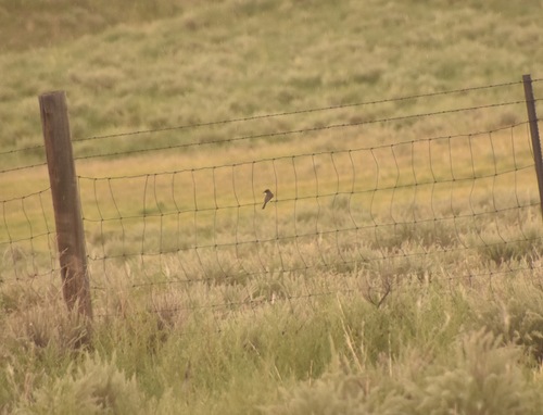 Eastern Phoebe