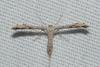 Ragweed Plume Moth - Photo (c) Royal Tyler, some rights reserved (CC BY-NC-SA), uploaded by Royal Tyler