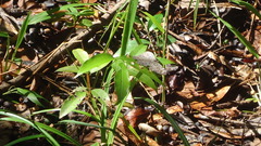 Hamadryas februa