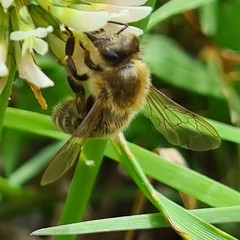 Apis mellifera