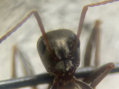 Formica cinerea