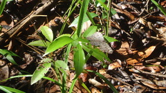 Hamadryas februa