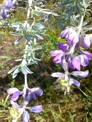 Lupinus albifrons