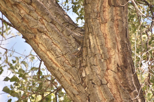 White-breasted Nuthatch