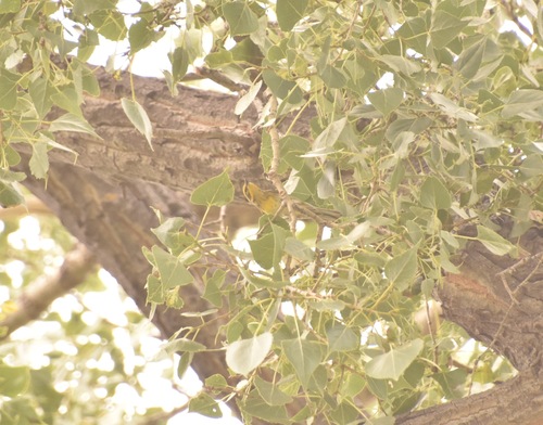 Townsend's Warbler