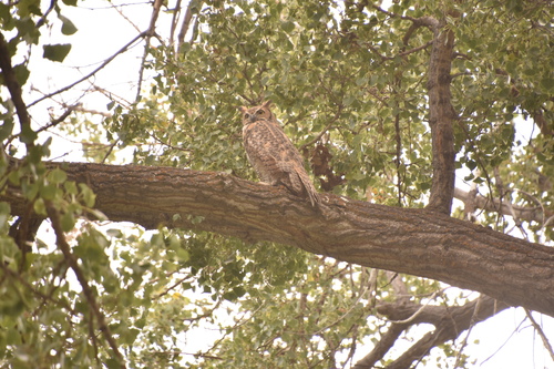 Great Horned Owl