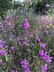 Silene scabriflora