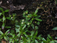 Chrysosplenium hebetatum