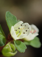Chrysosplenium hebetatum