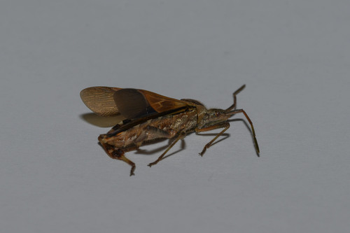 Western Conifer Seed Bug