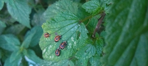 Asian Lady Beetle
