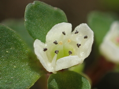 Chrysosplenium hebetatum