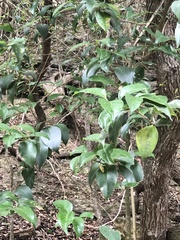 Ligustrum lucidum
