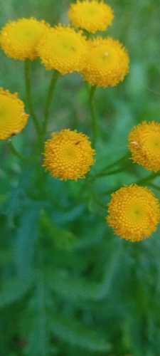 Common Tansy