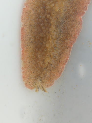Thysanozoon tentaculatum observed 2026-09-29
