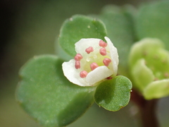 Chrysosplenium hebetatum