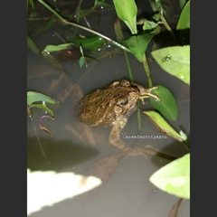 Ingerophrynus biporcatus
