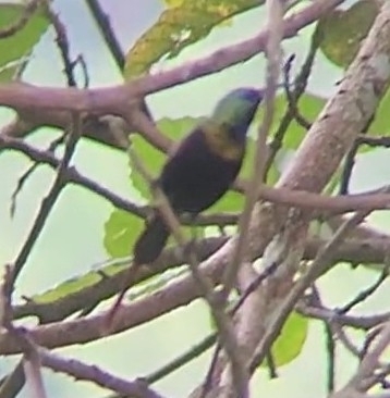 Bronze Sunbird