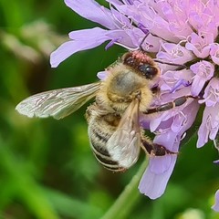 Apis mellifera