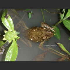 Ingerophrynus biporcatus