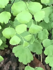 Adiantum capillus-veneris
