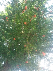 Punica granatum