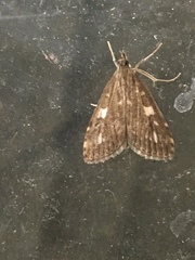 Udea olivalis