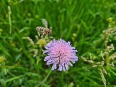 Apis mellifera